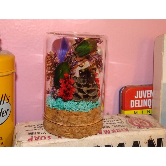 June Bug Bee Wasp Nest & Luna Moth Wing Oddity Dome curiosity taxidermy goth - Picture 3 of 13